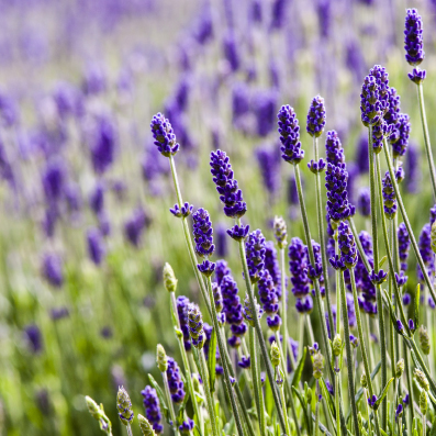 TAP Botanicals and Essential Oils Fort Langley